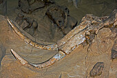 Columbian mammoth skull and tusk
