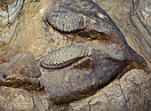 Columbian mammoth skull and tusk