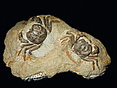 Avitelmessus grapsoideus crabs
