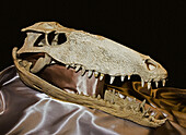 Postosuchus kirkpatricki skull