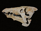 Entelodon mortoni skull