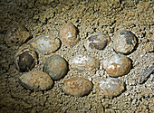 Bird eggs fossil in fossil nest