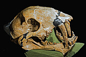 Eusmilus cerebralis skull