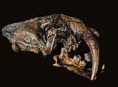Smilodon fatalis skull