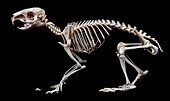 Capybara skeleton