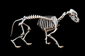 Dog skeleton