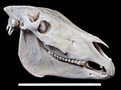 Donkey skull