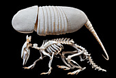 Nine-banded armadillo skeleton