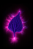 Electric spark on leaf