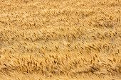 Durum wheat (Triticum turgidum var. durum)