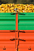 Harvested maize (Zea mays) in a grain trailer