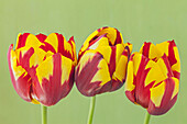 Tulipa 'Helmar' flowers