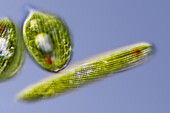 Phacus and Lepocinclis freshwater protists, light micrograph