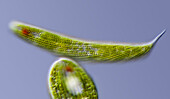 Phacus and Lepocinclis freshwater protists, light micrograph