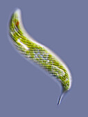 Lepocinclis freshwater protist, light micrograph