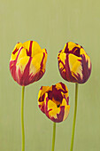 Tulipa 'Helmar' flowers