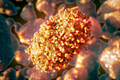 Monkeypox virus, illustration