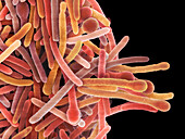 Clostridium phytofermentans bacteria, SEM