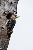 Crested barbet inspecting cavity nest