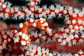 Santa Claus pygmy seahorse