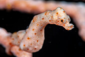 Denise pygmy sea horse