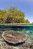 Coral reef, Raja Ampat, Indonesia