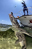 American crocodile, Banco Chinchorro, Mexico