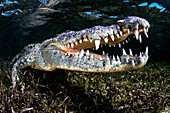 American crocodile, Banco Chinchorro, Mexico