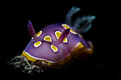 Discodoris rosi nudibranch