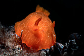 Felimida luteorosea nudibranch, Numana, Italy