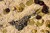 Common mussels and limpets in rockpool