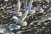 Gulls feeding on earthworms on freshly ploughed field