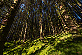 Dense mature conifer woodland