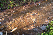 Sewage fungus growing in polluted stream