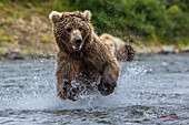 Brown bears in Alaska, USA