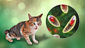 Toxoplasma gondii parasites and cat, composite image