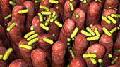 Microbiota of the human intestine, illustration