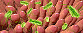 Intestinal villi and bacteria, illustration