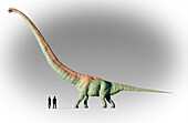 Human Vs Mamenchisaurus