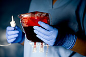 Nurse preparing donor IV blood unit for transfusion