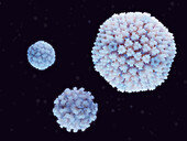 Common cold viruses, illustration