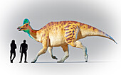 Humans compared to Corythosaurus