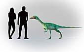 Humans compared in scale to Nyasasauru