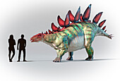 Humans compared in scale to Stegosaurus