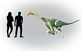 Humans compared in scale to Struthiomimus