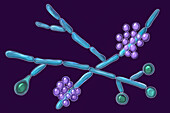 Candida albicans fungi, illustration