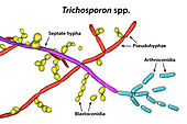 Structure of Trichosporon fungus, illustration