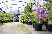 Male garden shop worker inspecting plants in greenhouse