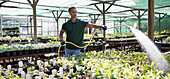 Male plant nursery worker watering plants with hose