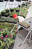 Male plant nursery owner working in greenhouse